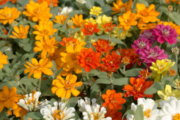 Flower in the garden.