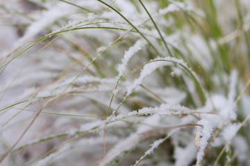 Gräser im Winter mit Schnee