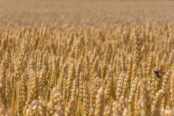 Background of wheat that grows. A field of growing wheat in summer. Space for text.