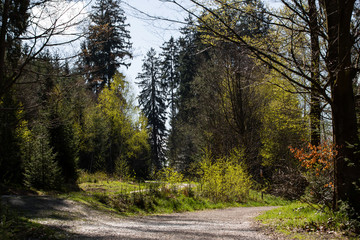 Fototapeta premium Landscape picture from the national park in Bavaria