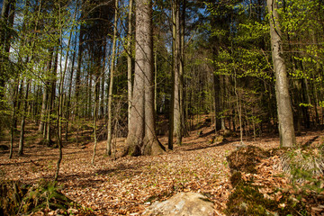 Landscape picture from the national park in Bavaria