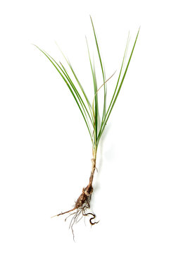 Nut grass, Coco grass (Cyperus rotundus Linn.) is a common weed high distribution in the tropics. has medicinal properties or herb. on white blackground.