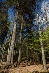 Landscape picture from the national park in Bavaria