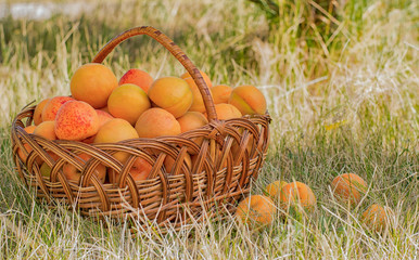 Apricot harvest in a rattan basket on a background of grass.