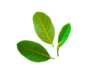 Leaves of jackfruit trees and Thai fruits on a white background