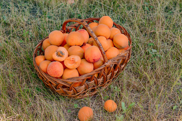 Apricot harvest in a rattan basket on a background of grass.