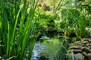 View of the sunny pond with green tall irises, large stones on the shore of the pond and bushes of blooming red peonies on a blurred background of green garden. Selective focus.