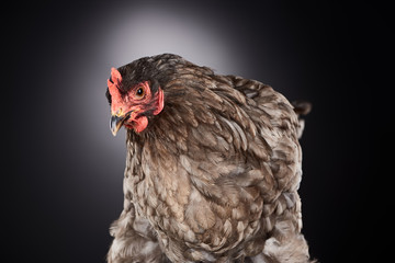 close up of cute brown farm chicken on dark grey