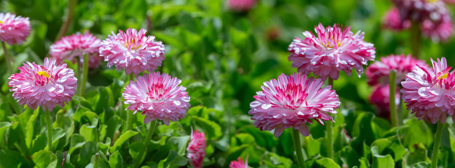border spring background pink daisies on a flowerbed