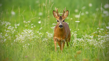 Young roe deer, capreolus capreolus, buck walking towards camera surrounded by white flowers in summer. Wildlife scenery with wild animal approaching warily. Panoramic horizontal composition with