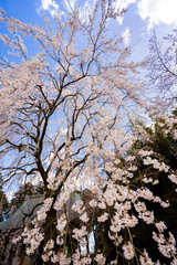 しだれ桜