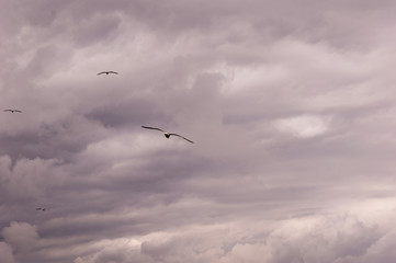 Obraz premium panoramic view of a group of seagulls flying against a stormy sky-scape.