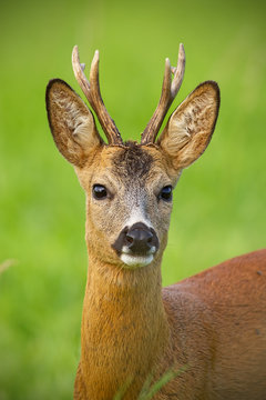 Detail of head of curious roe deer, capreouls capreolus, buck in wild. Close-up of deer in summer. Portrait of wild animal in nature.