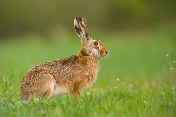 European hare, Lepus europaeus, in spring with fresh looking green blurred background. Wild rabbit on grass.