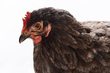 close up of purebred brown chicken isolated on white