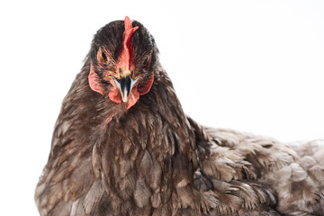 close up of brown chicken isolated on white