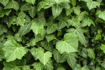A wall of common ivy. Usuable as a background or texture. Also known as european ivy