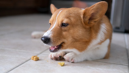 corgi dog