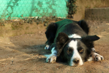 Primo piano di un border collie sdraiato in giardino, attività all’aperto