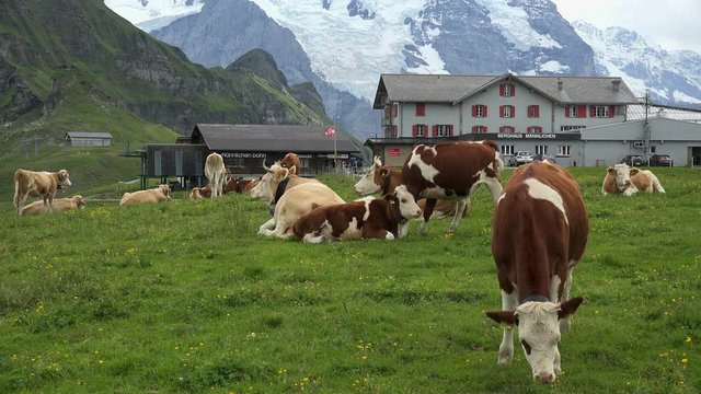 Cows at Kleine Scheidegg, Grindelwald, Bernese Alps, Switzerland, Europe