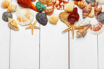 seashells on wooden background.