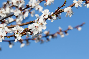 Branch of apricot tree in the period of spring flowering.