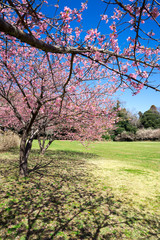 満開の桜