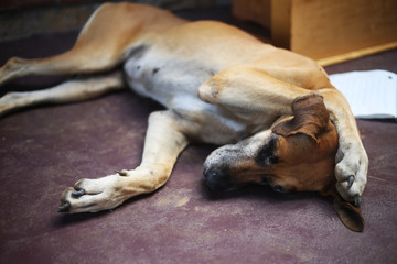 Sleeping Dog with paw on its head