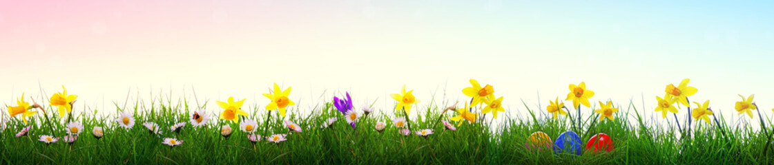 Green grass and yellow narcissus field .Colorful easter eggs.