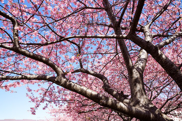 満開の桜