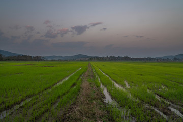 Fototapeta na wymiar Evening in rice fields perspective lines forest and hills panorama shot