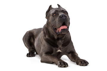 Cane Corso dog on white background