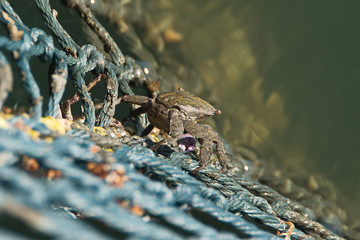 Sea crab