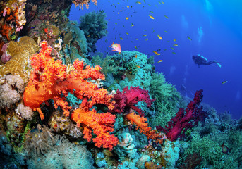 Fototapeta na wymiar Beautiful coral reef with soft corals and the diver.