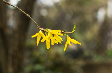 Yellow blossom flowers on thick branch in early spring