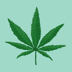 Green Cannabis Leaf. Vector