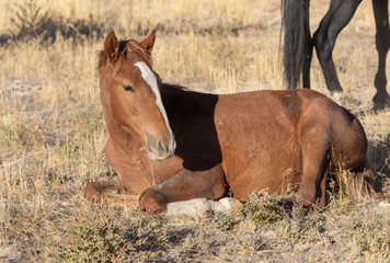 Fototapeta premium Cute Wild Horse Foal in Utah