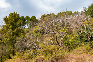 Tree without leaves with blue sky background in forest
