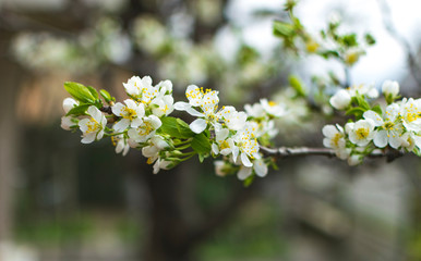 Beautiful blossom branches at early spring