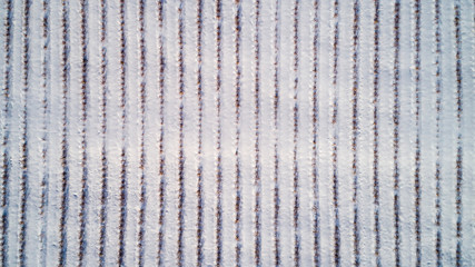 Aerial view of blueberry field in winter