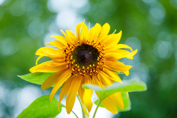 Sunflower 1