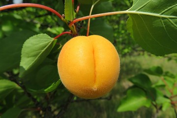 Orange apricot on tree branch in the garden, closeup