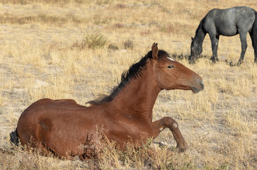 Fototapeta premium Cute Wild Horse Foal in Utah