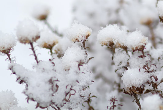 Astern im Winter mit Schnee
