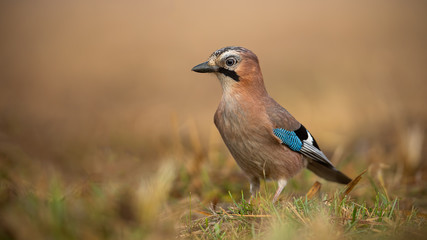 Eurasian Jay, Garrulus glandarius, on the ground on a sunny winter day with blurred background. Wild bird in nature.