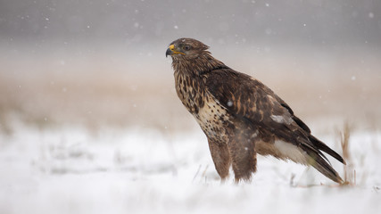 Common buzzard, buteo buteo, standing on the ground covered in snow in winter. Wild bird of prey in...