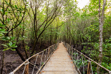 Mangrove forest at Sai Dham Beach, Trat Province, Thailand