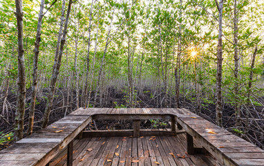 Fototapeta premium Mangrove forest at Sai Dham Beach, Trat Province, Thailand
