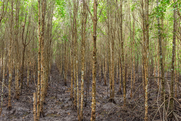 Mangrove forest at Sai Dham Beach, Trat Province, Thailand