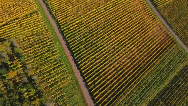 Aerial view of vineyards near Ayl in autumn, Saar River, Saar Valley, Rhineland-Palatinate, Germany